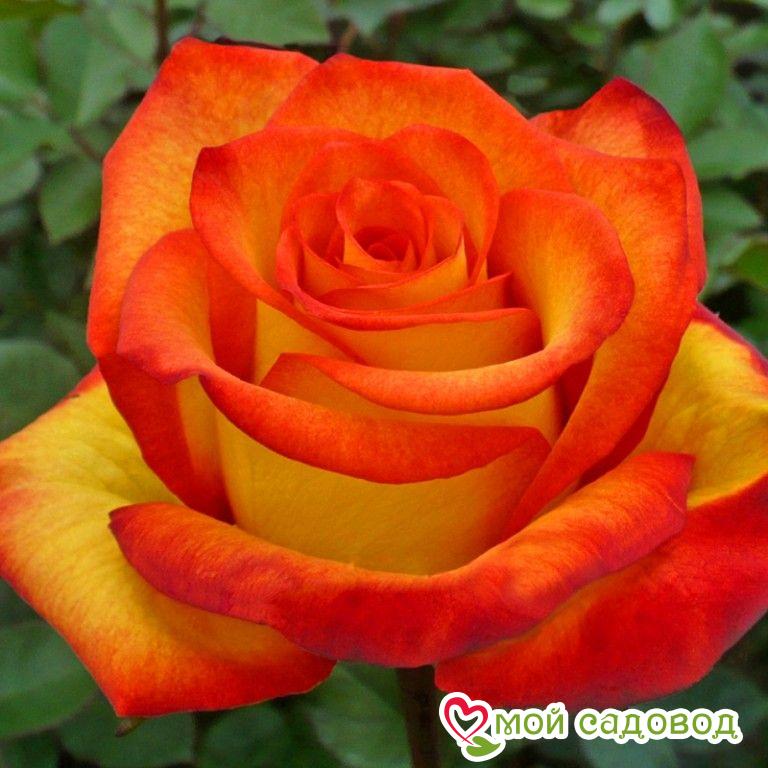 Роза Циркус