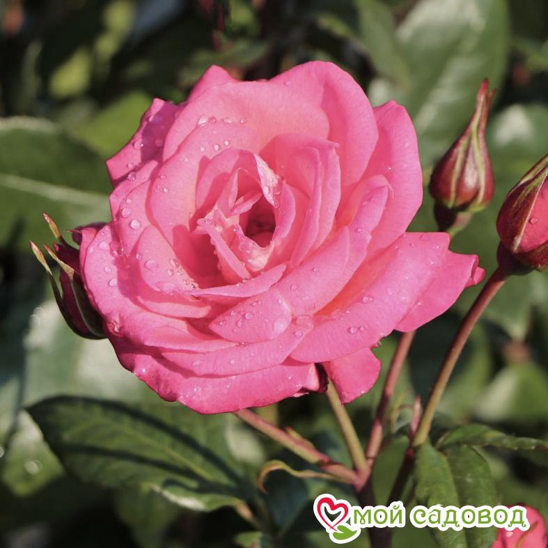 Роза Пинк