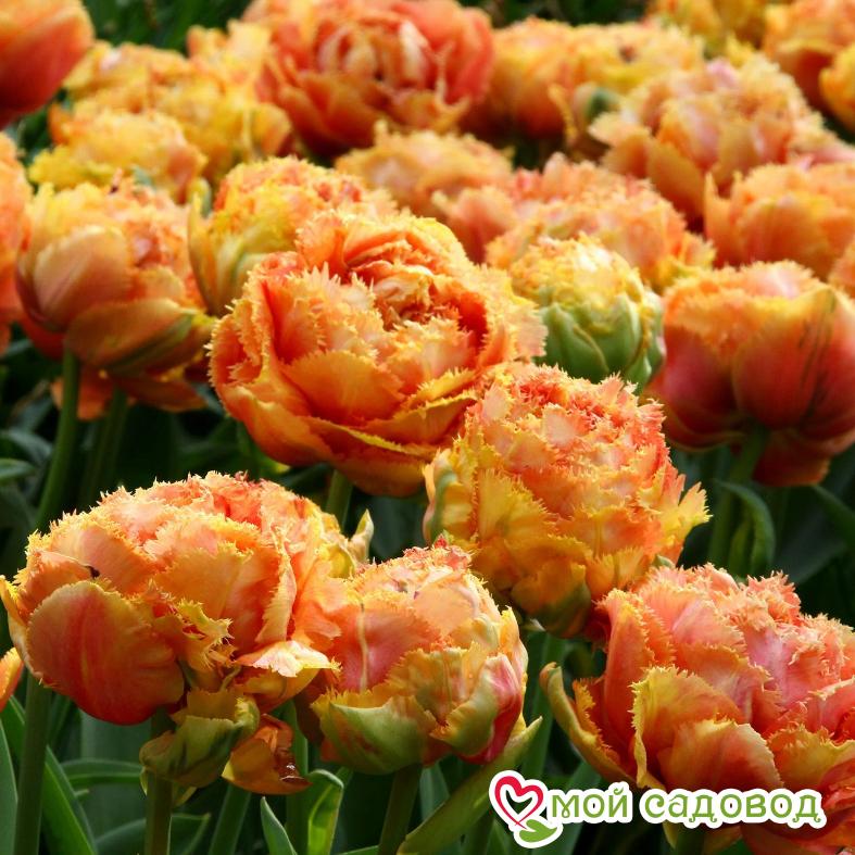 Тюльпан Сенсуал Тач