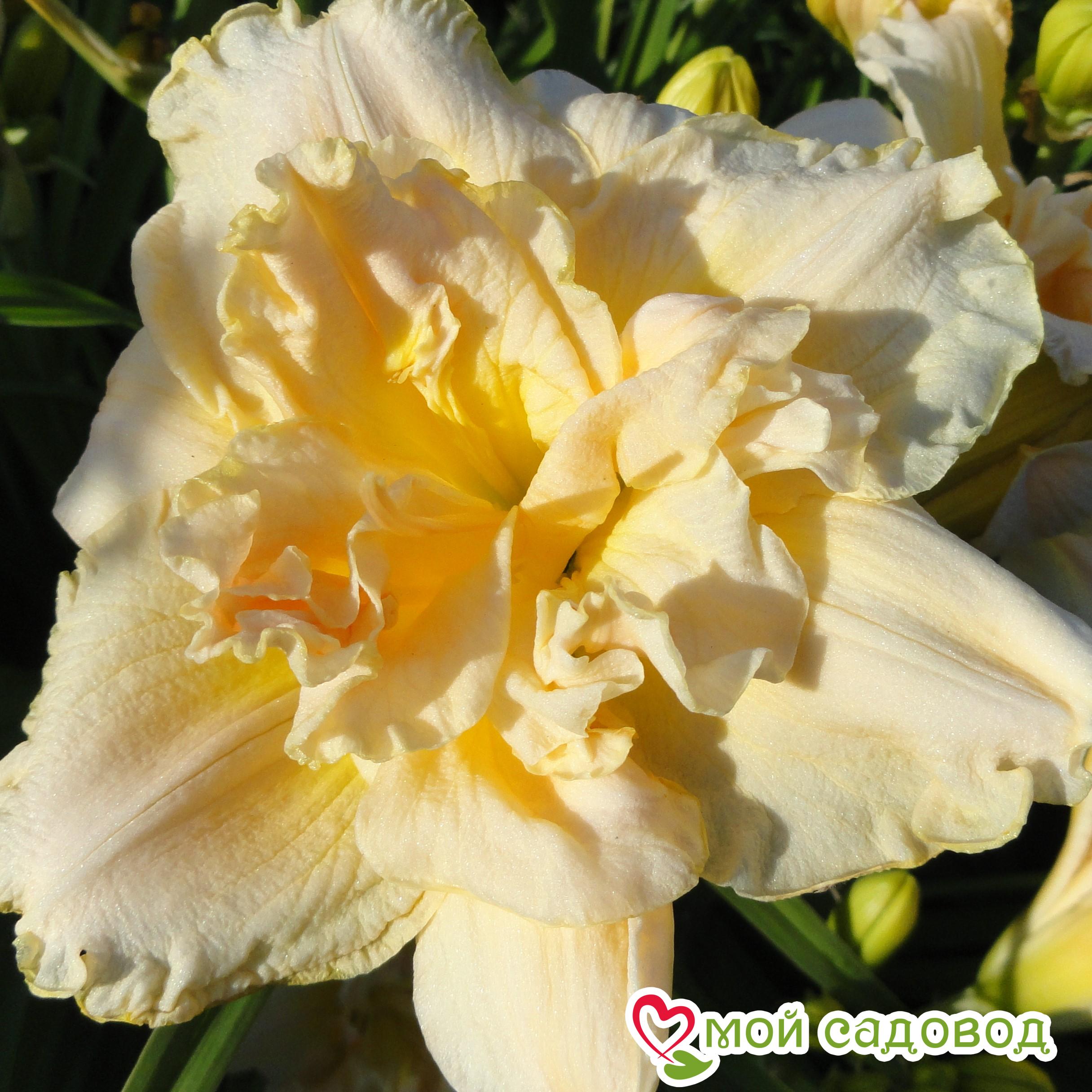 Лилейник Шникел Фритц