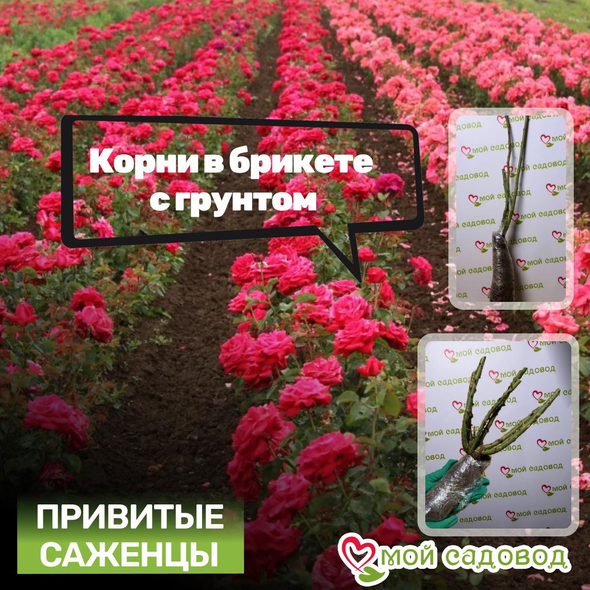 Роза Версаля