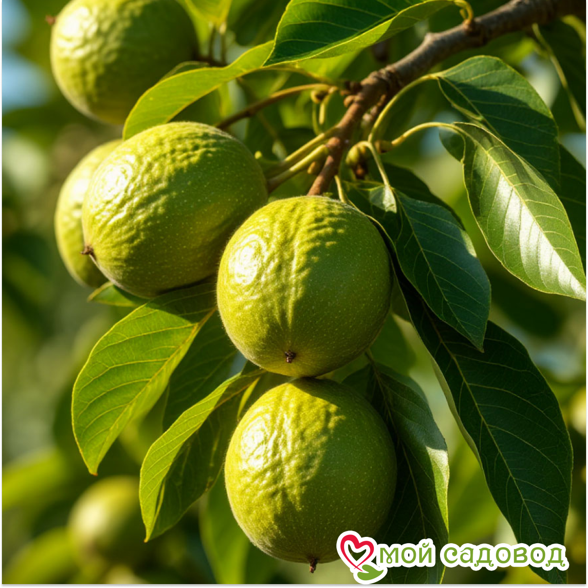 Грецкий Орех Таисия